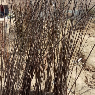 红富士苹果树苗80~90cm