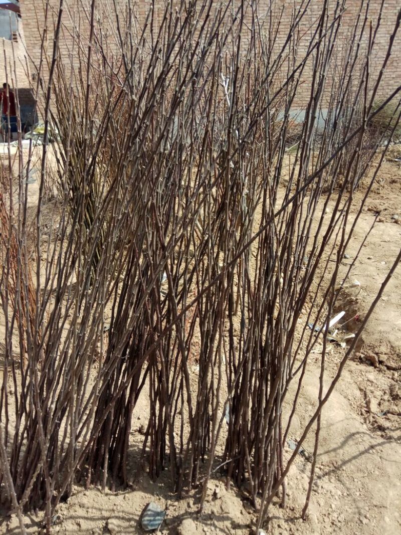 红富士苹果树苗80~90cm