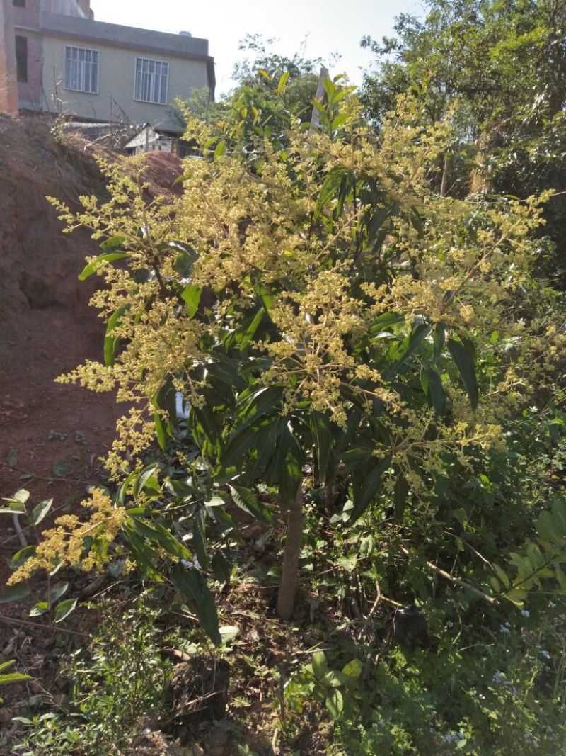 芒果苗1m以下四季芒金煌芒贵妃芒一手货源基地直发欢迎来电