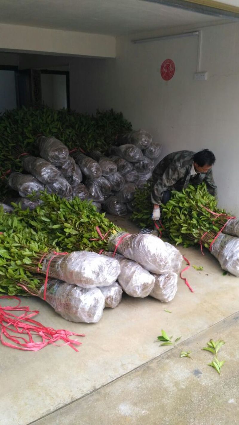 黄金桂花树苗八月桂金桂桂花树自产自销批发价