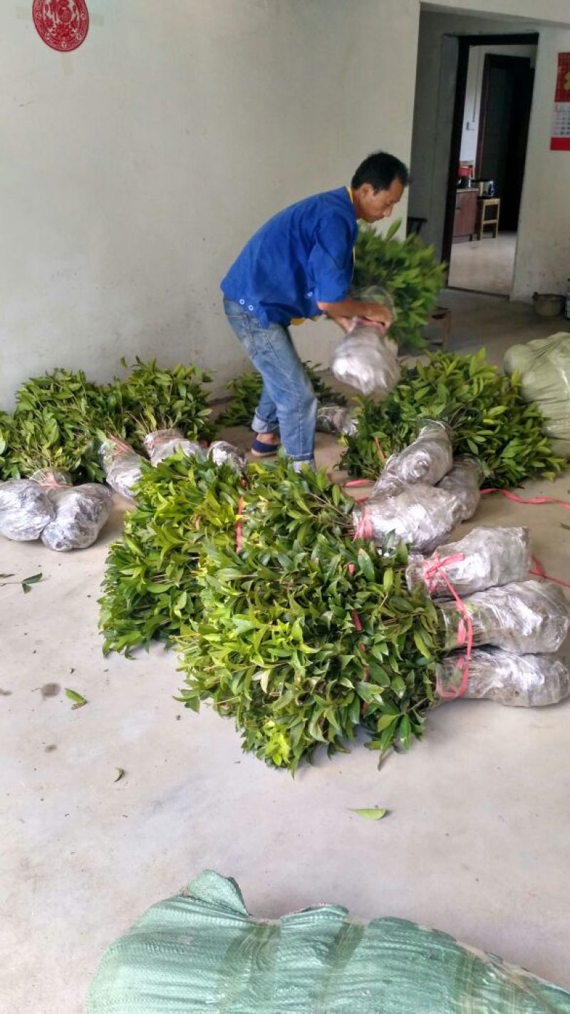 黄金桂花树苗八月桂金桂桂花树自产自销批发价