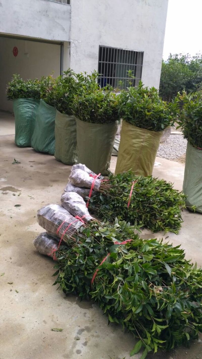 黄金桂花树苗八月桂金桂桂花树自产自销批发价
