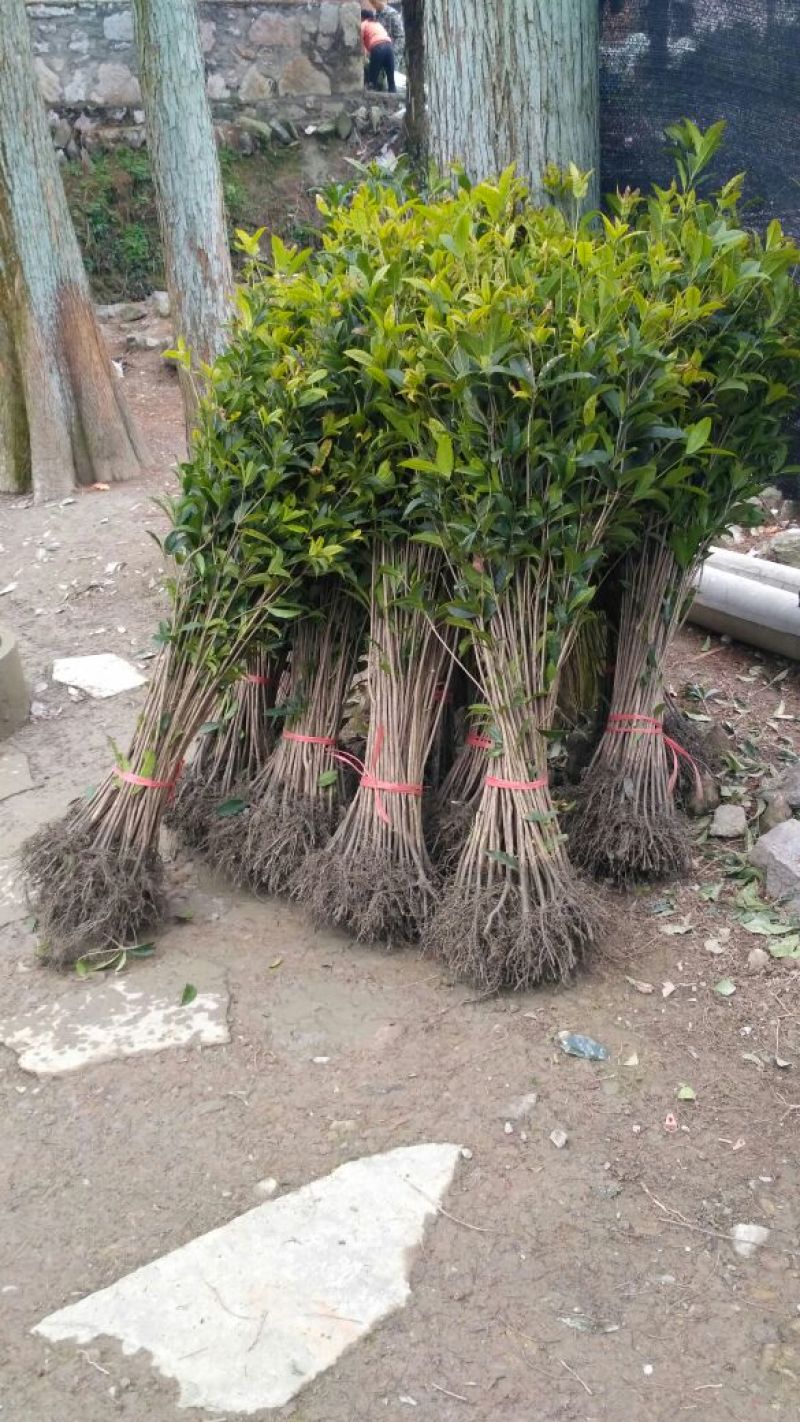 黄金桂花树苗八月桂金桂桂花树自产自销批发价