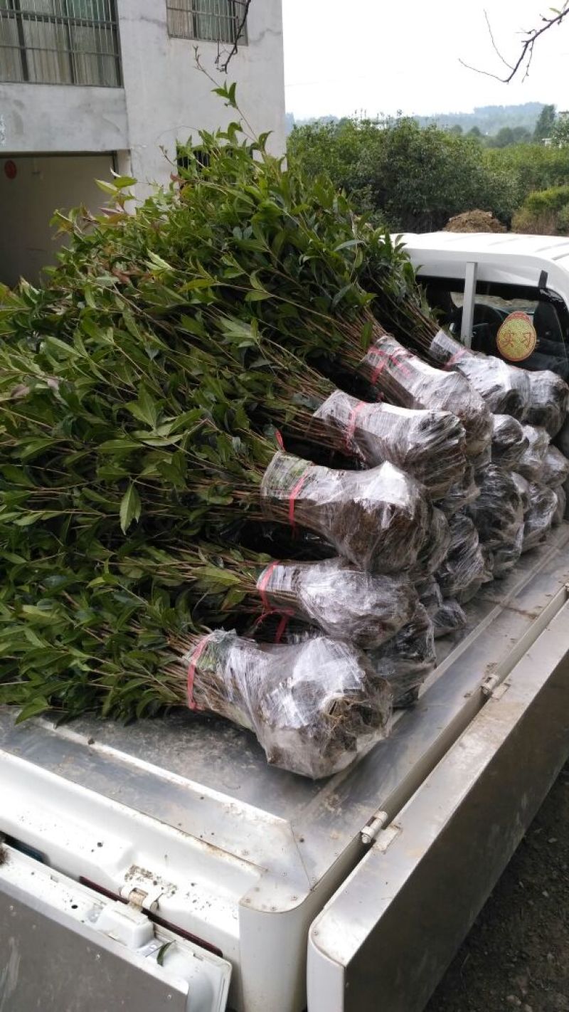 黄金桂花树苗八月桂金桂桂花树自产自销批发价