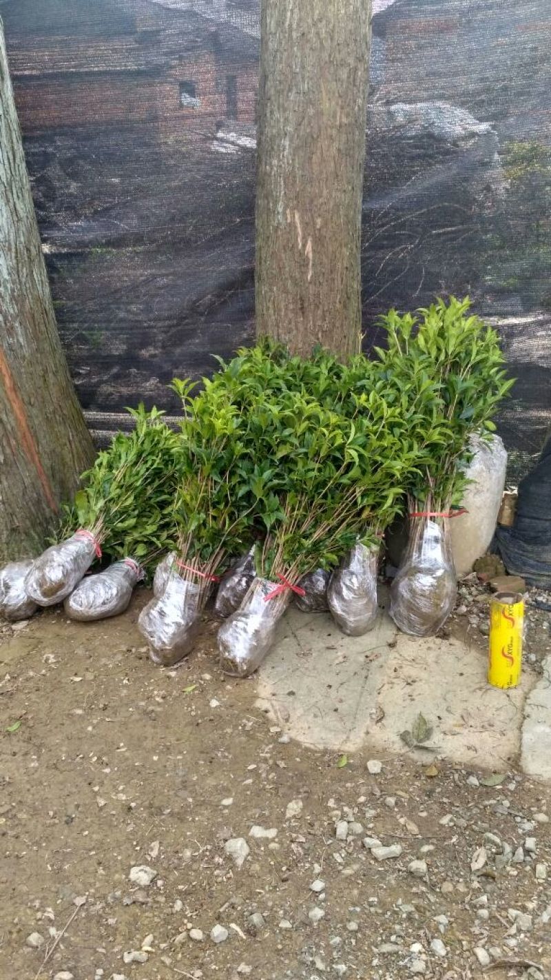 黄金桂花树苗八月桂金桂桂花树自产自销批发价
