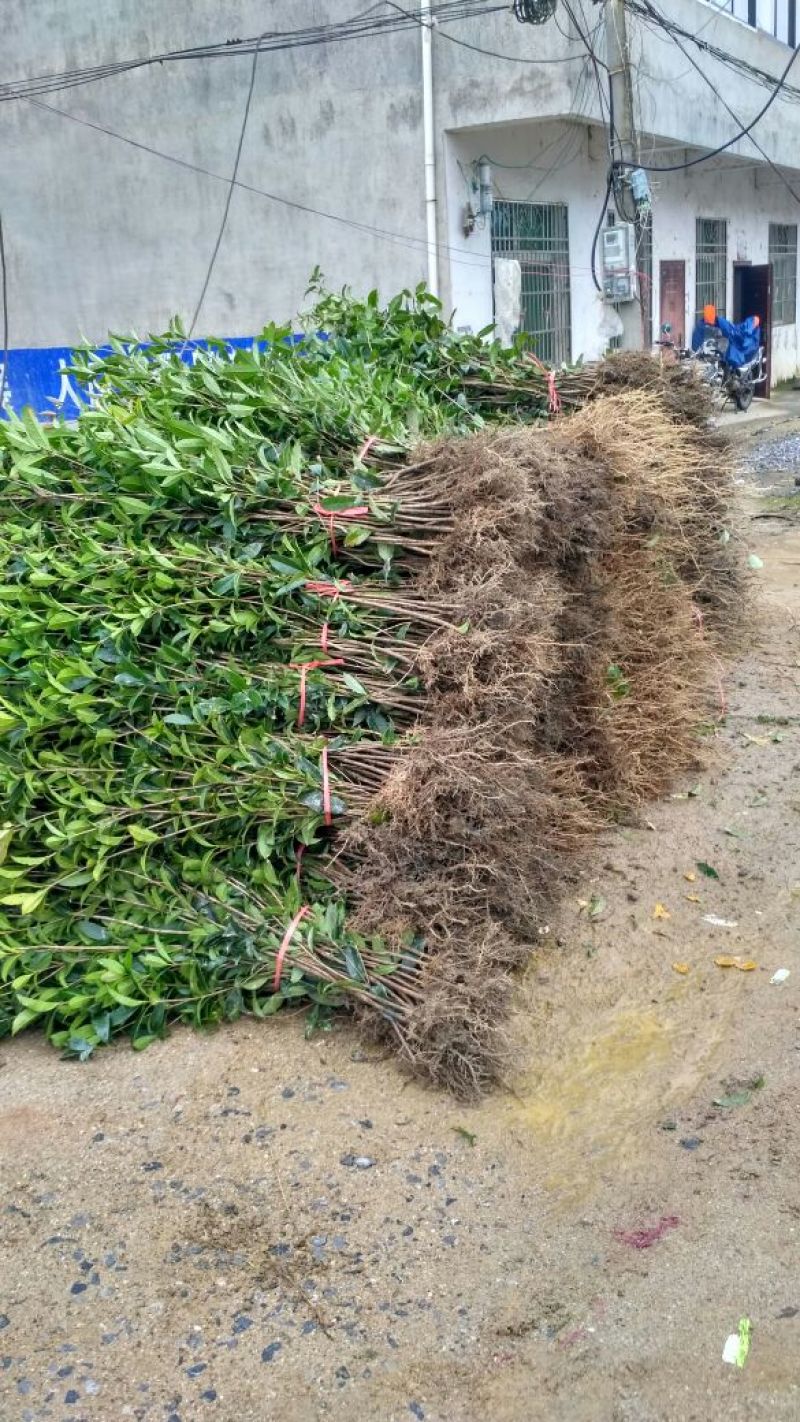 黄金桂花树苗八月桂金桂桂花树自产自销批发价