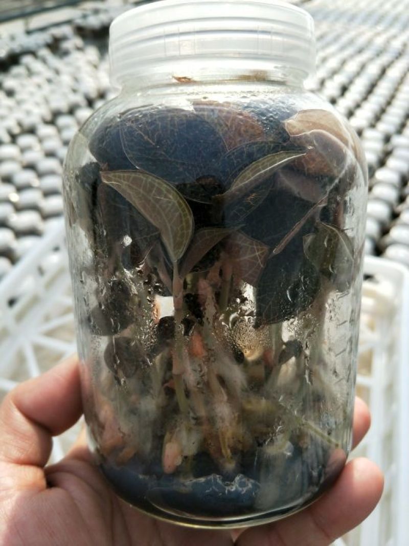 【闽之宝】金线莲种苗10~15cm瓶苗训化苗金线莲种植
