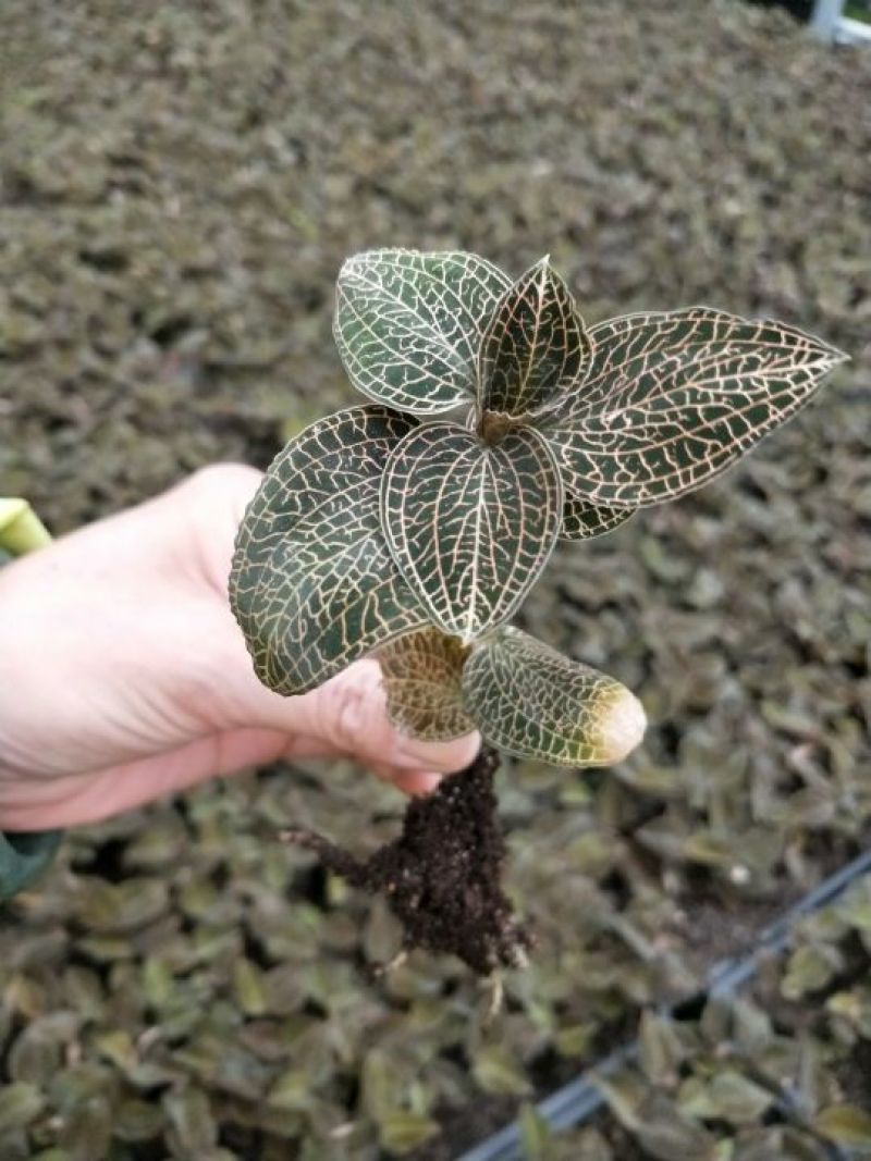 【闽之宝】金线莲种苗10~15cm瓶苗训化苗金线莲种植