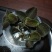 【闽之宝】金线莲种苗10~15cm瓶苗训化苗金线莲种植