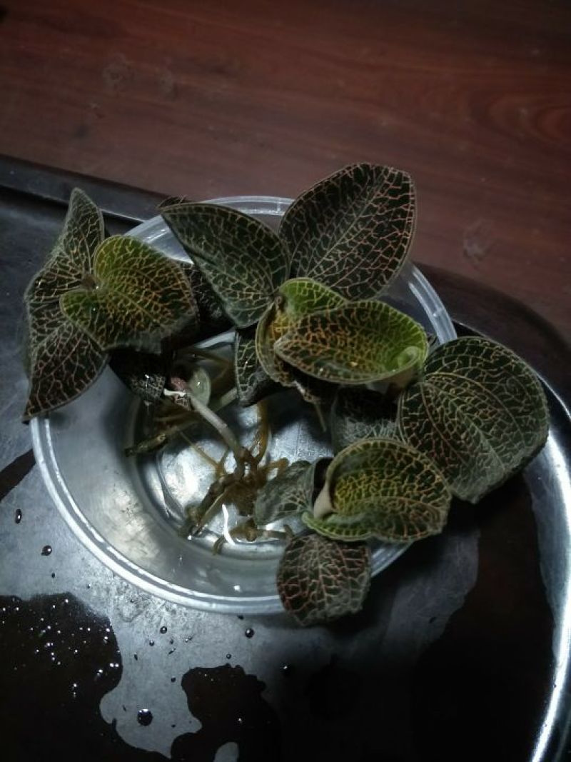 【闽之宝】金线莲种苗10~15cm瓶苗训化苗金线莲种植