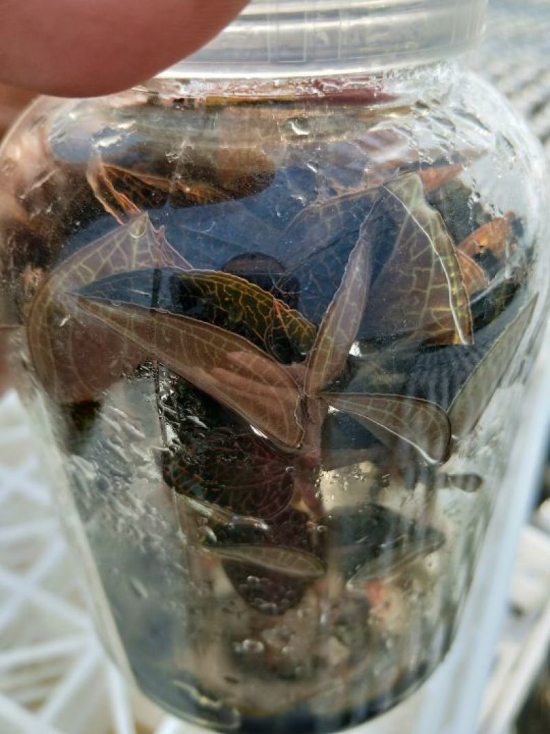 【闽之宝】金线莲种苗10~15cm瓶苗训化苗金线莲种植