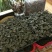 【闽之宝】金线莲种苗10~15cm瓶苗训化苗金线莲种植
