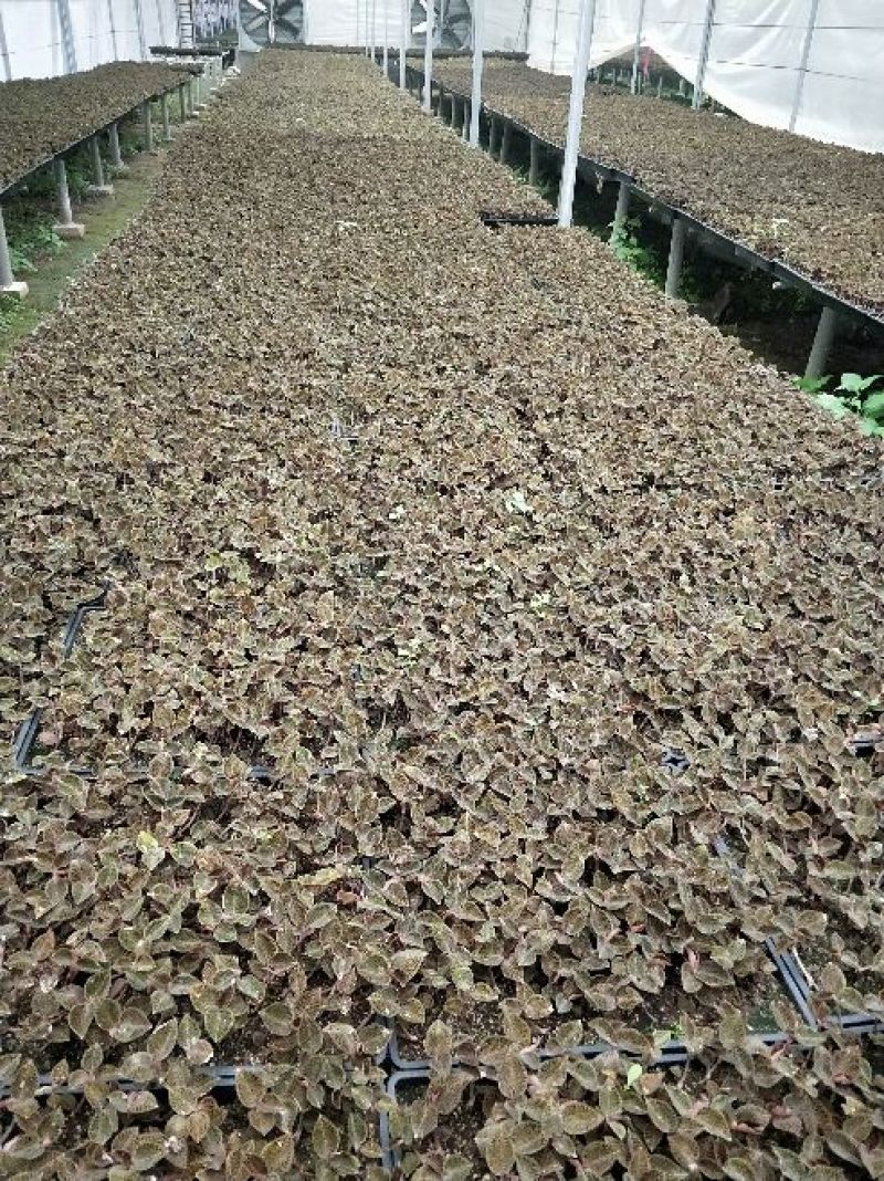 【闽之宝】金线莲种苗10~15cm瓶苗训化苗金线莲种植