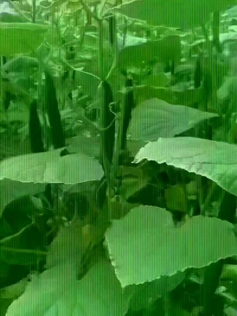 黄瓜种子95%以上