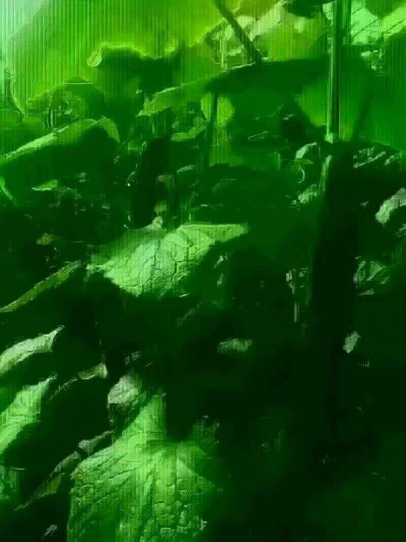 黄瓜种子95%以上