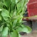 小叶菠菜25~30厘米