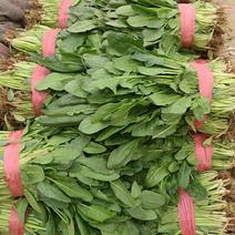 小叶菠菜25~30厘米