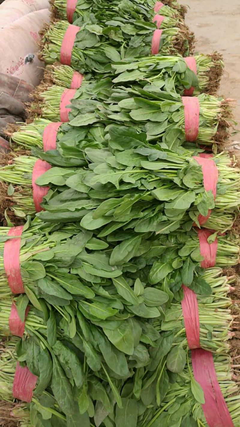 小叶菠菜25~30厘米