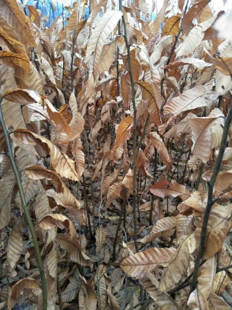 优质确山油栗，板栗苗80cm-3米，粗度1-3公分
