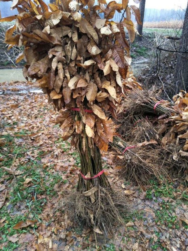 优质确山油栗，板栗苗80cm-3米，粗度1-3公分