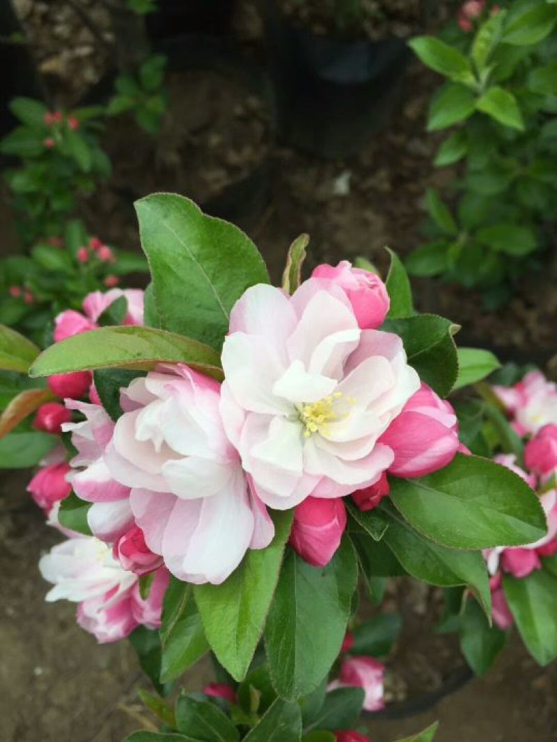 冬红海棠12~14cm4~6cm4cm以下