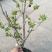 冬红海棠12~14cm4~6cm4cm以下