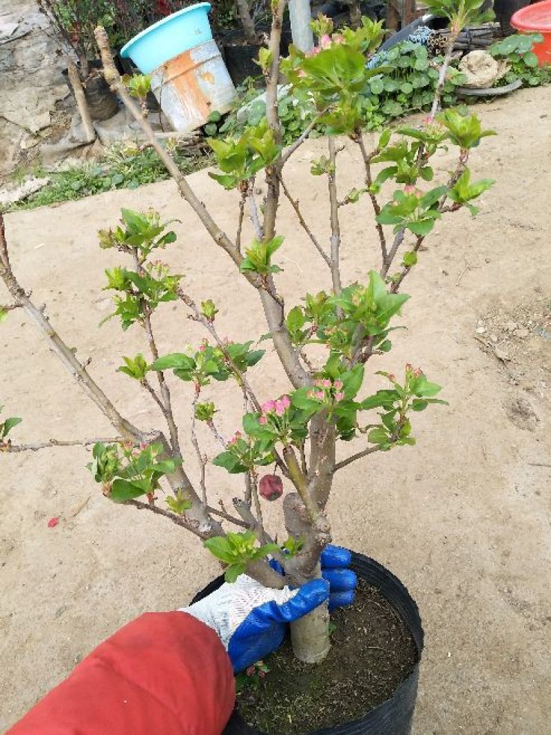 冬红海棠12~14cm4~6cm4cm以下