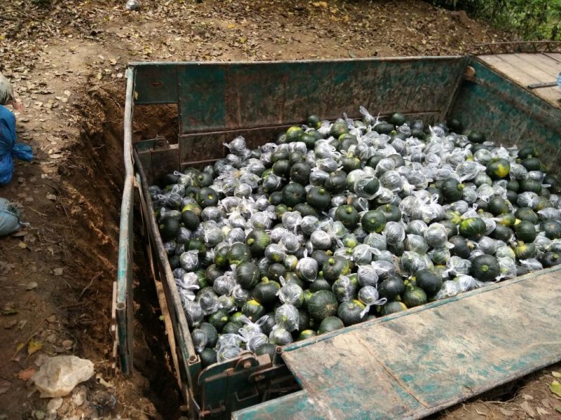 青南瓜广西青南瓜新鲜大量上市，货源充足稳定
