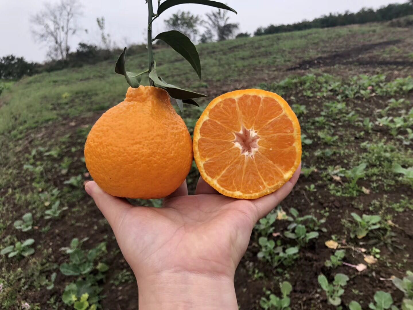 柑橘潜叶蛾幼虫在叶片内造成的蛇形虫道