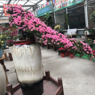女贞各种规格