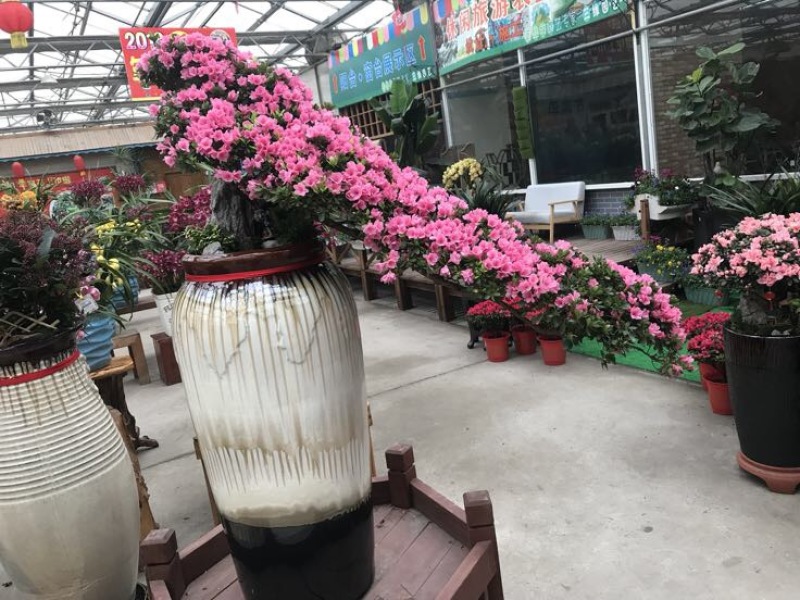 女贞各种规格