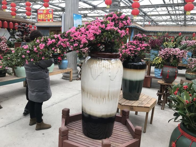 女贞各种规格