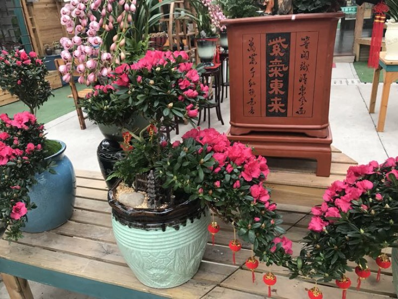 女贞各种规格