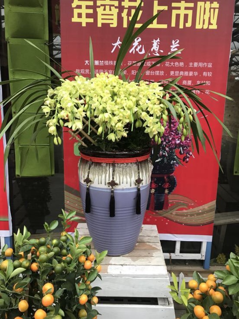 女贞各种规格