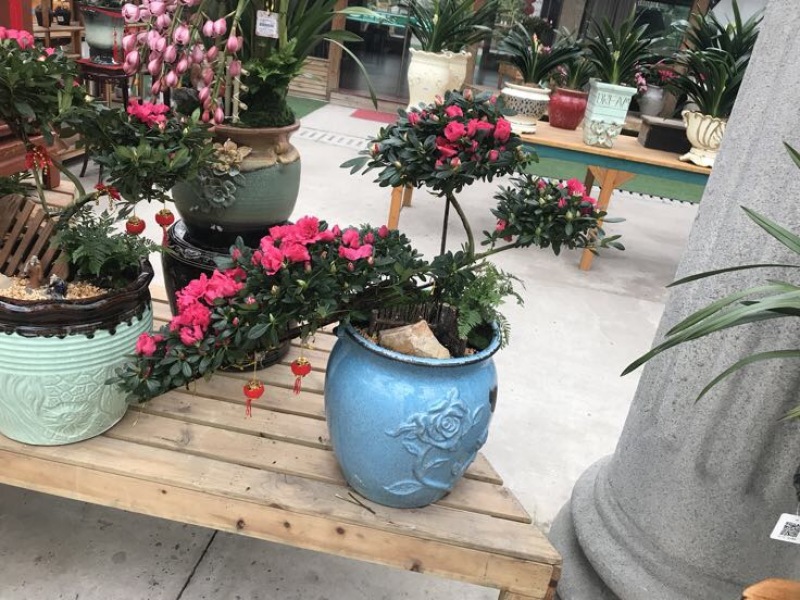 女贞各种规格