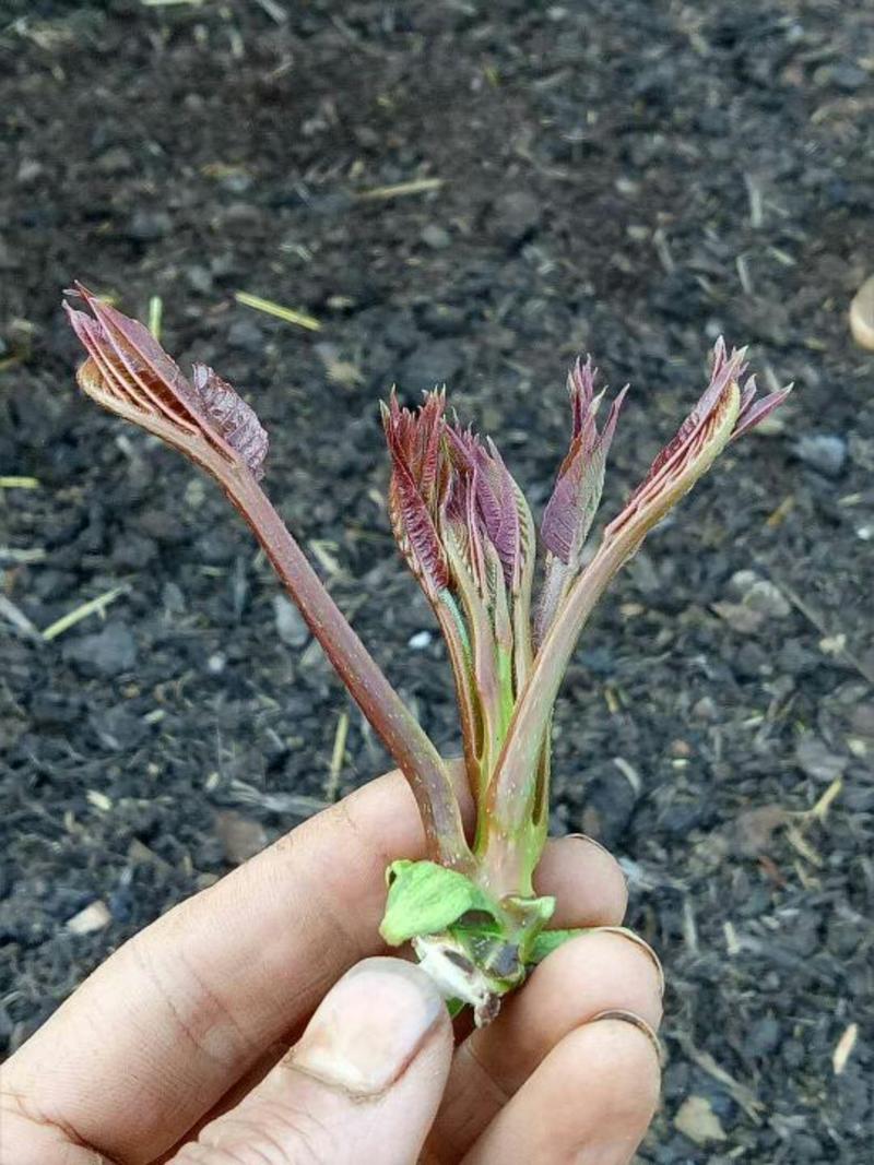 红油香椿10~19cm