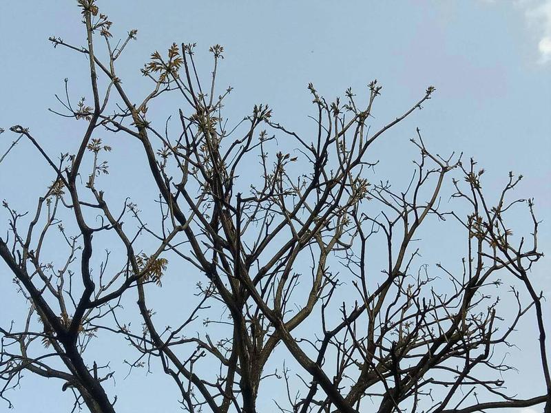 红油香椿10~19cm