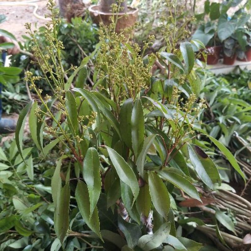 无核荔枝苗50~80cm