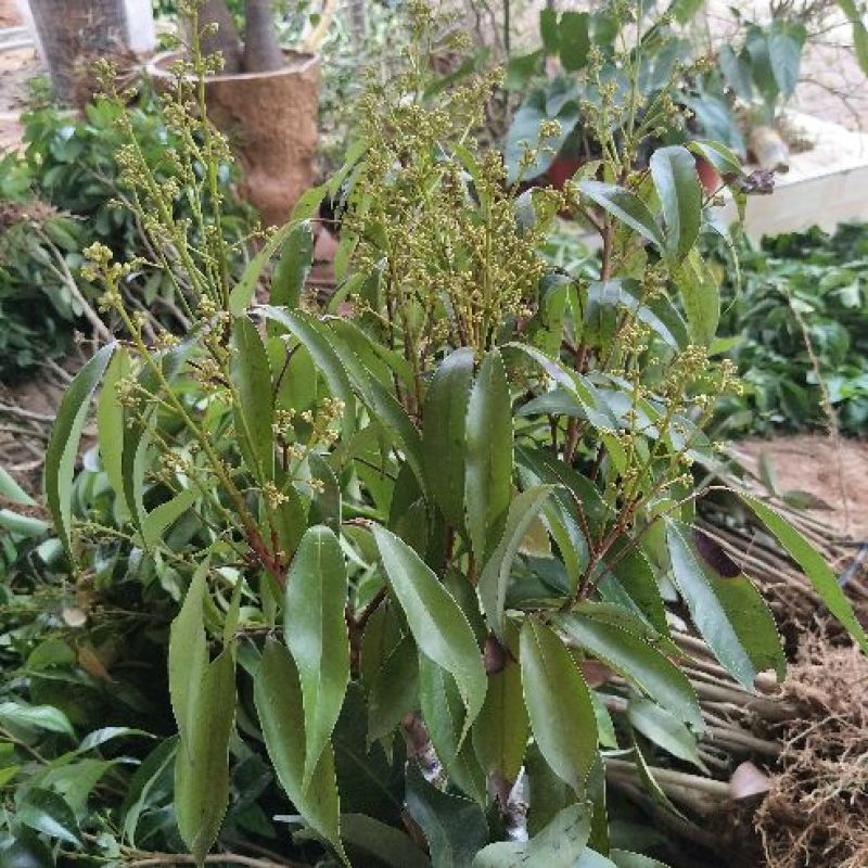 无核荔枝苗50~80cm