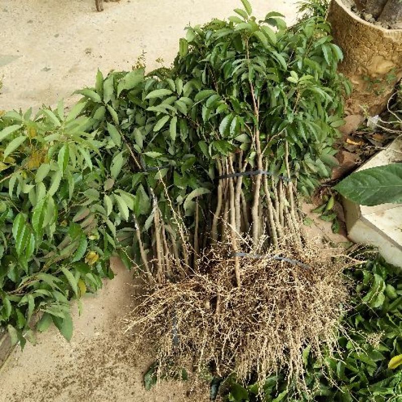 无核荔枝苗50~80cm