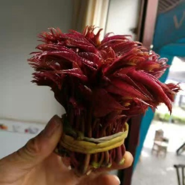 红油6号香椿11~20cm