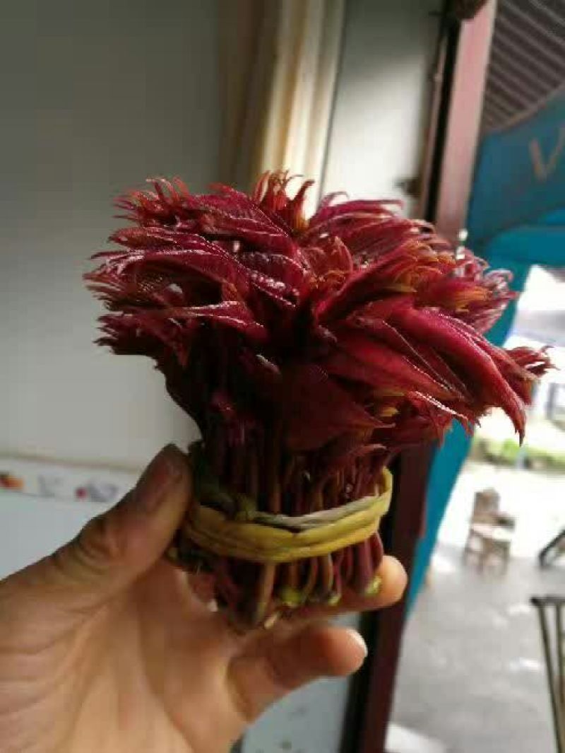 红油6号香椿11~20cm