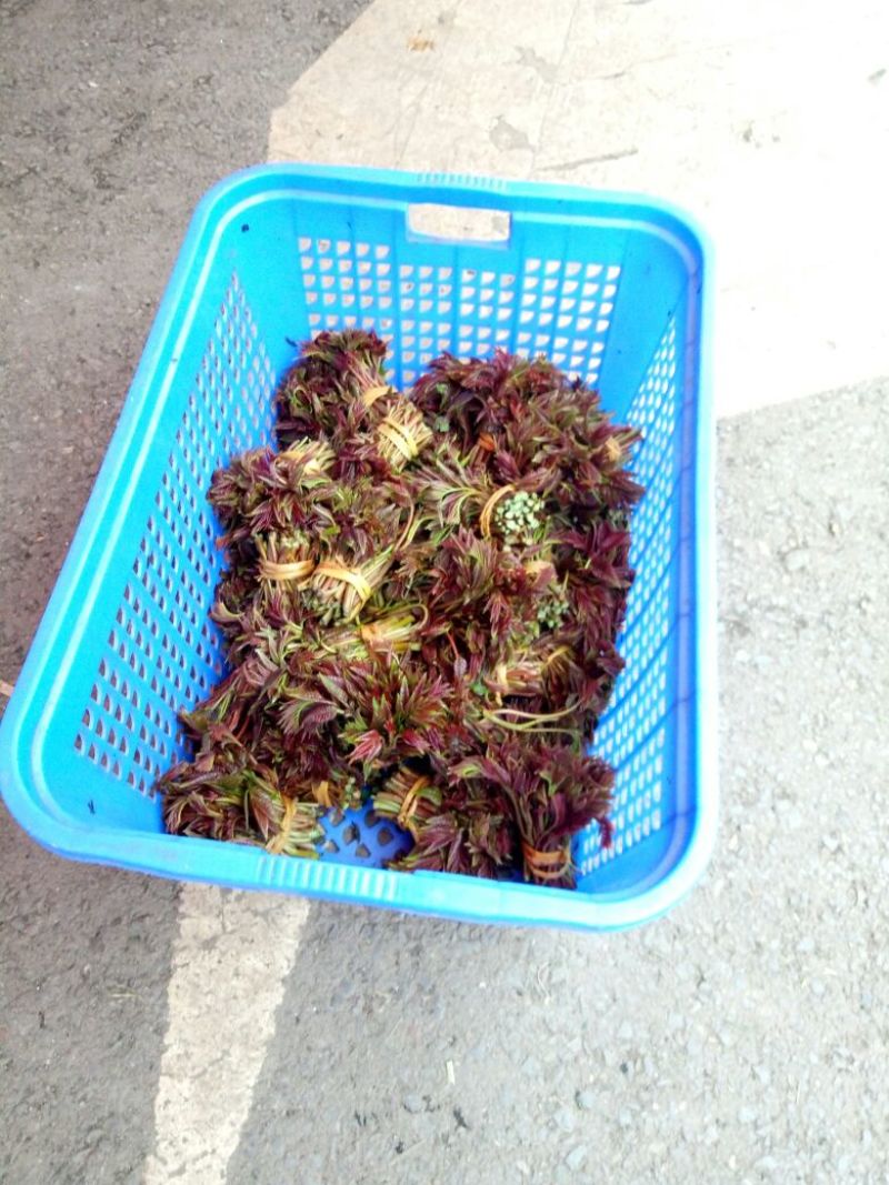 红油6号香椿11~20cm