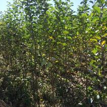 苹果树苗150cm以上各种规格品种齐全