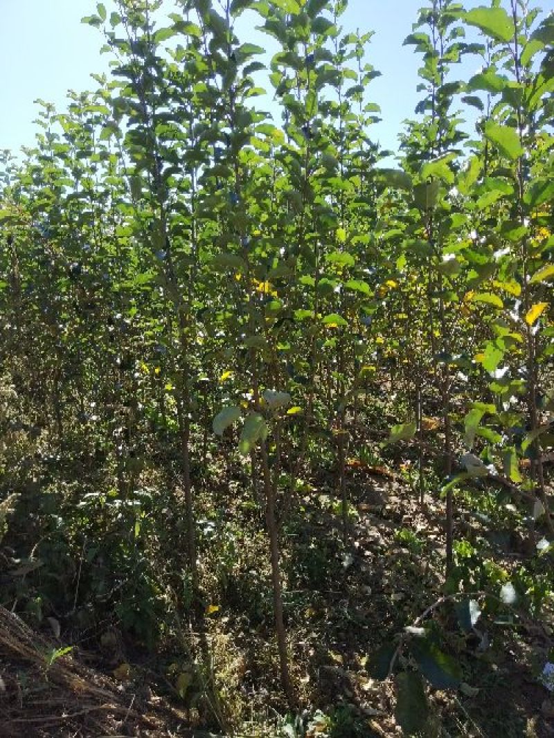 苹果树苗150cm以上各种规格品种齐全