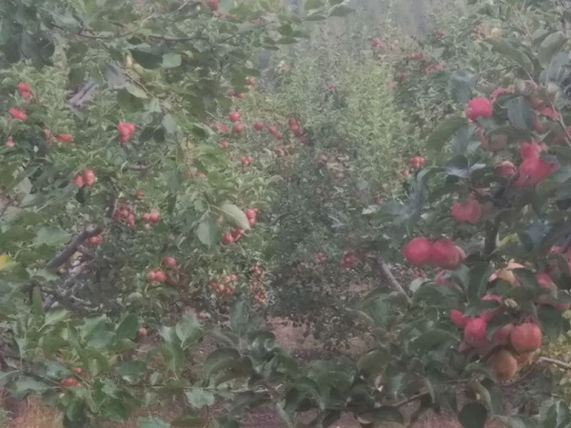 苹果树苗150cm以上各种规格品种齐全