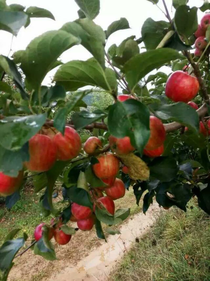 苹果树苗150cm以上各种规格品种齐全