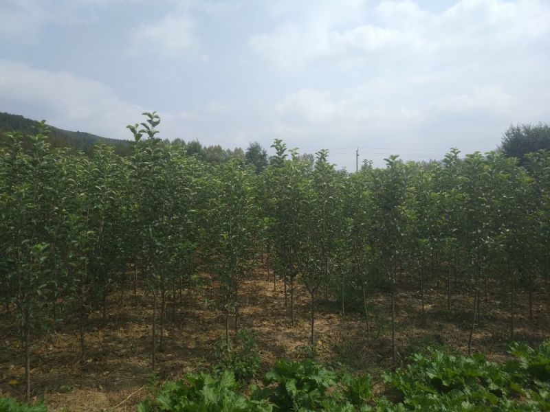 苹果树苗150cm以上各种规格品种齐全