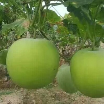 香芋冬瓜种子