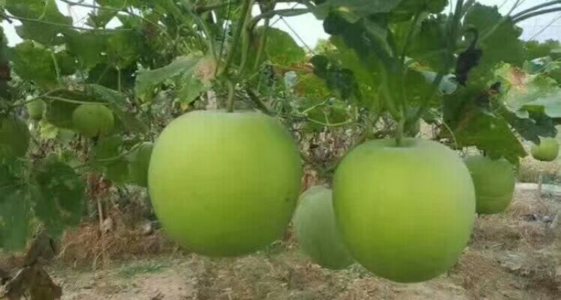 香芋冬瓜种子